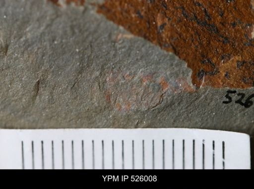undet. Arthropoda