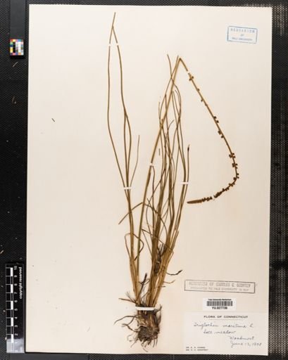 Triglochin maritimum