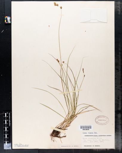 Carex tenera
