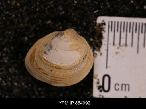 Limopsis striatopunctatus