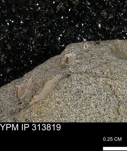 undet. Mollusca