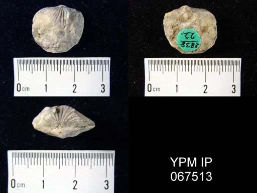 Orthostrophia strophomenoides