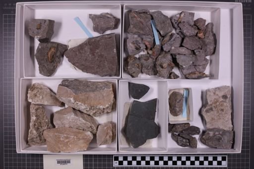 mixed taxa, stratigraphic collection