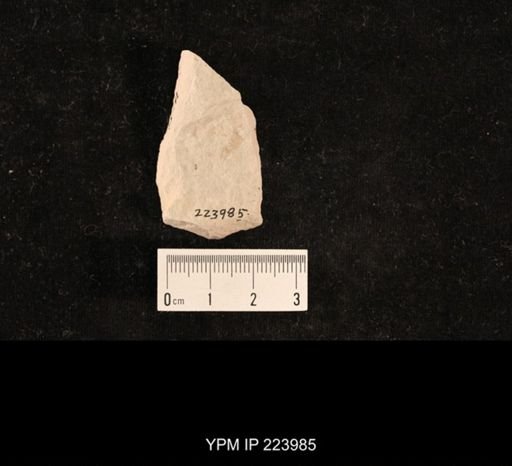 undet. Hexapoda
