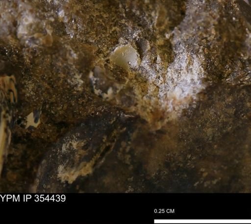 undet. Mollusca