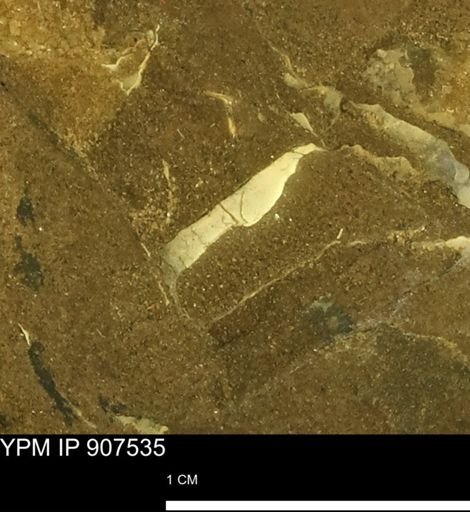 undet. Mollusca