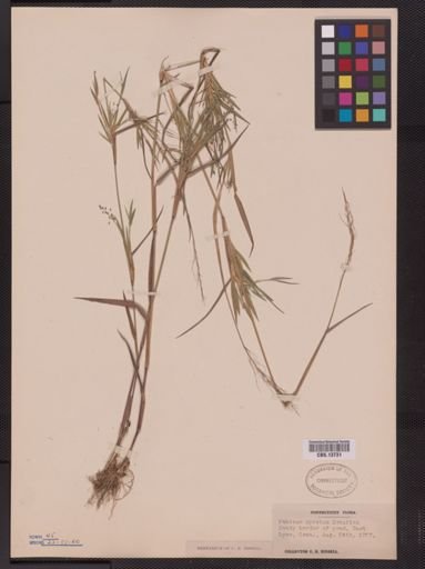 Panicum spretum
