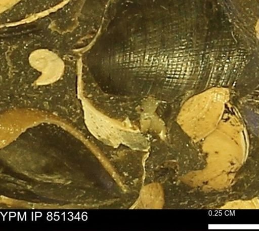 Limopsis striatopunctatus