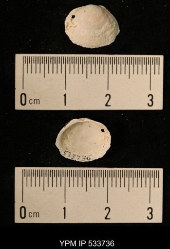 Macoma sp.