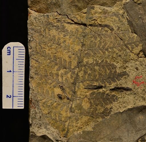Microphyllopteris gieseckiana