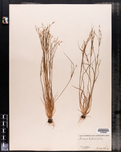 Juncus bufonius
