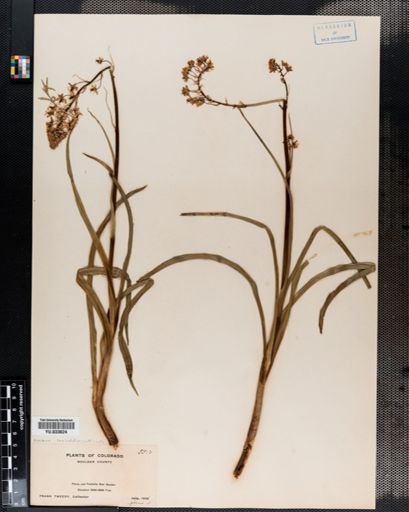 Plantae