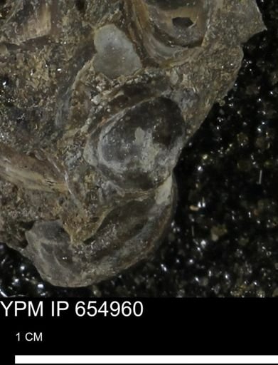 Protocardia sp.