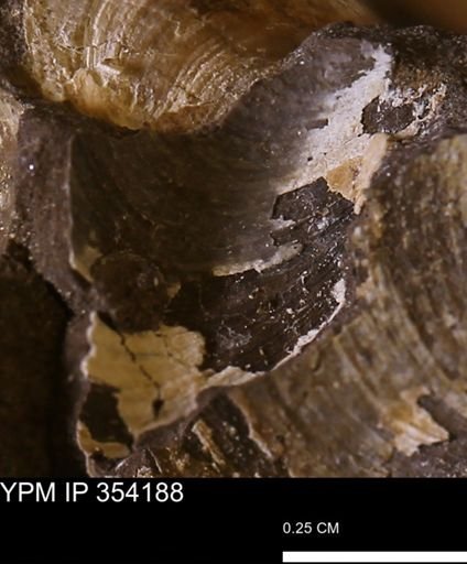 Limopsis striatopunctatus