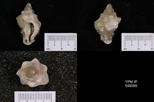 Calotrophon sp.
