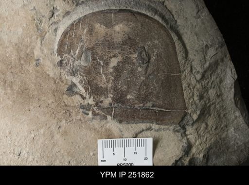 Eurypterus sp.