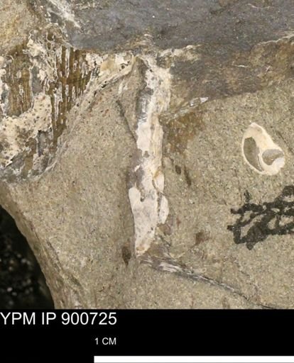undet. Mollusca