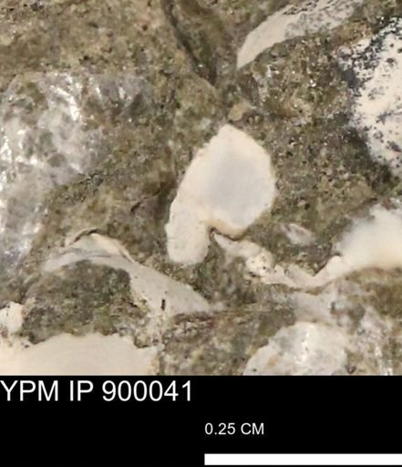 undet. Mollusca