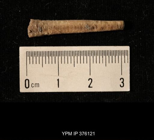 Pseudorthoceras knoxense
