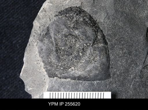Hughmilleria sp.