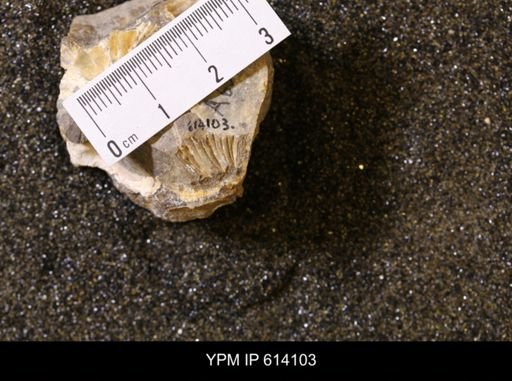 undet. Scaphitidae