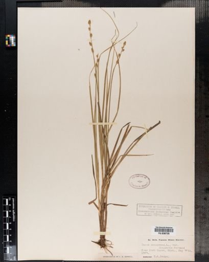 Plantae