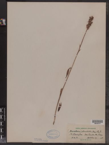 Habenaria clavellata