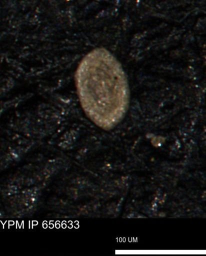 Spirolocammina planula
