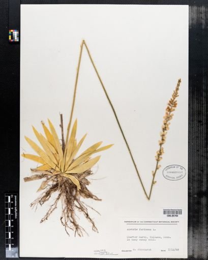 Aletris farinosa