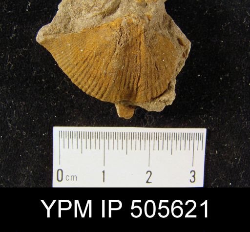 Cyrtospirifer sp.