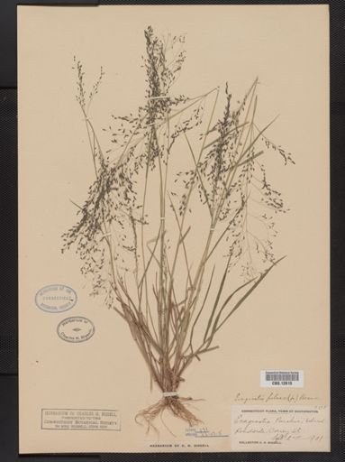 Eragrostis pilosa