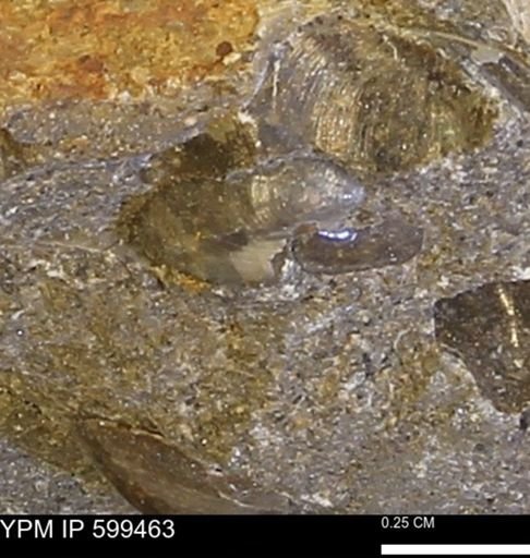 Protocardia subquadrata