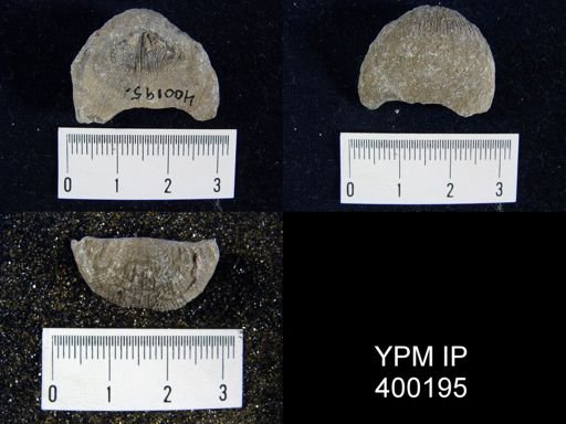 Linoproductus cora