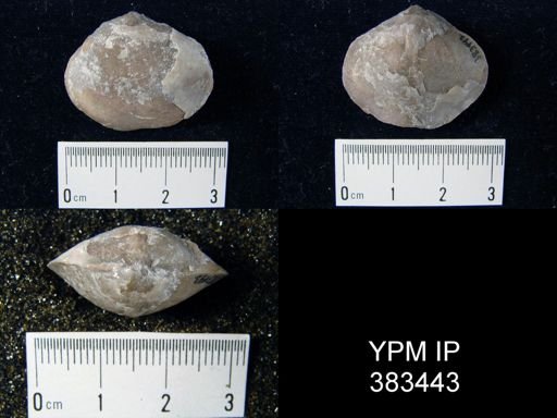 undet. Athyridida