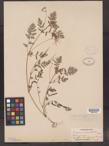 Erodium moschatum