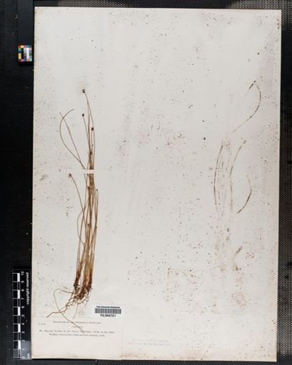 Eleocharis