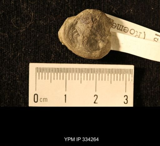 Isorophus cincinnatiensis