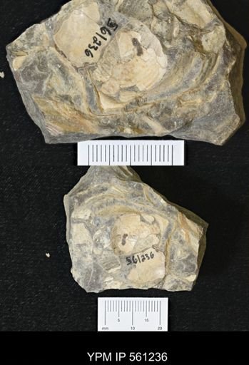 Inoceramus sp.
