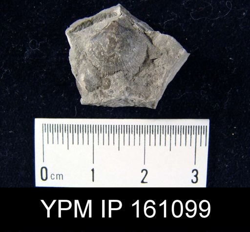 Dalmanella testudinaria