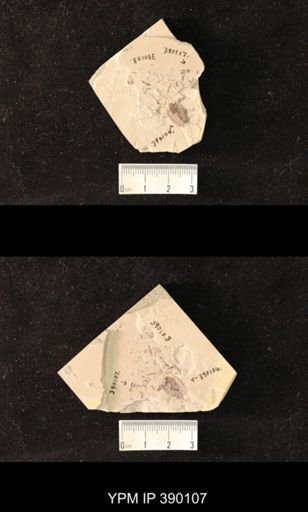 undet. Coleoptera