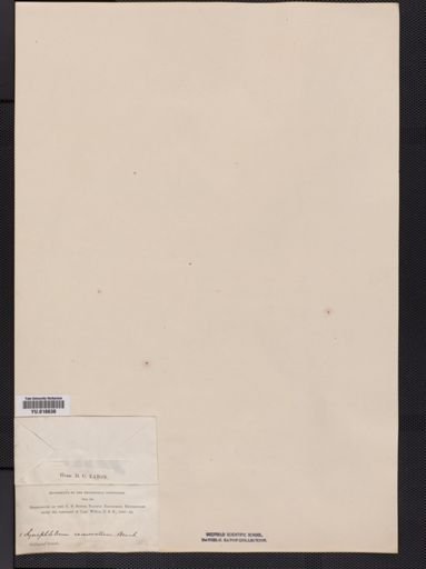 Lindsaea