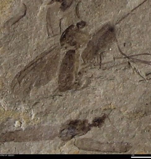 undet. Insecta
