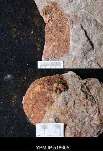 undet. Echinodermata