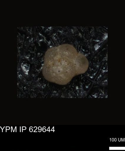 undet. Foraminiferida