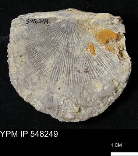 Stropheodonta callawayensis