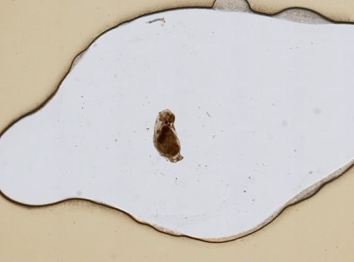 Lindia fulva