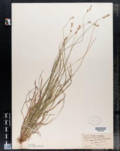 Carex deweyana