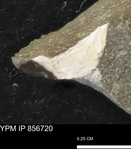 undet. Mollusca