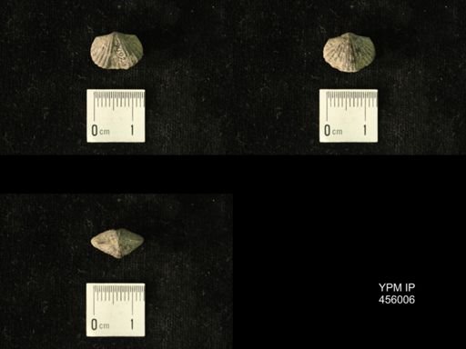 Platystrophia amoena
