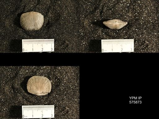 Dinorthis subquadrata